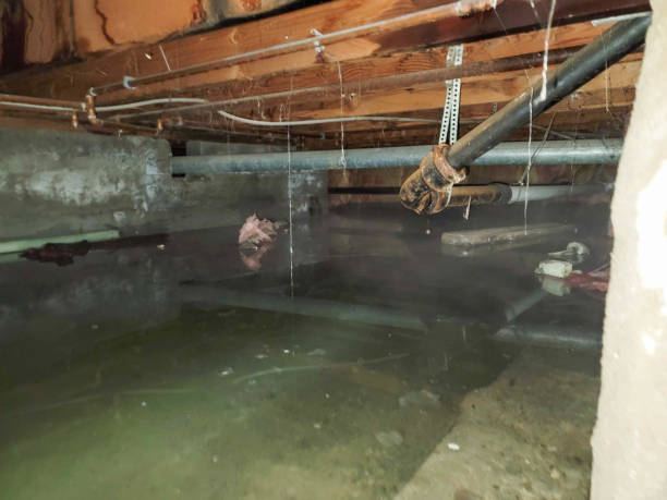 Best Ceiling water damage repair  in Shorewood, MN