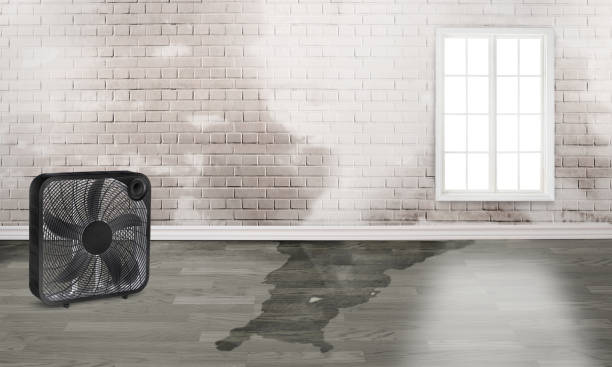 Best Water damage restoration near me  in Shorewood, MN